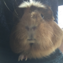 missbagelseed avatar