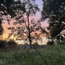 missbloodybloom avatar