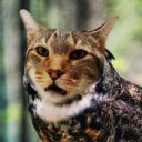 missgamerdraw avatar