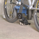 missidentitydisorder avatar