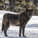 missingnorm247 avatar