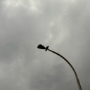 missingnovember avatar