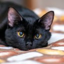 misskittysgotclawz avatar