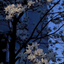 misslightbulbmoment avatar