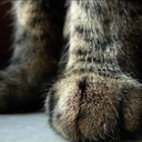 missliveinlove avatar