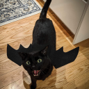 missmeowsalot-mew avatar