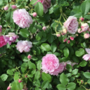 missnewmeowmeow avatar