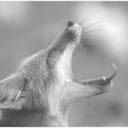 missobliviate avatar