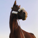 misspersonalitysasserfrass avatar