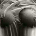 misspiggy1976 avatar