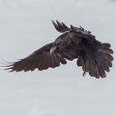 misssomniferum avatar