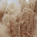 missvanilla19 avatar