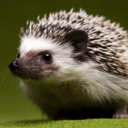 missy-hedgehog avatar