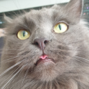 missykillers-warframes avatar