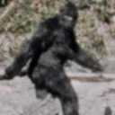 mistakenlycryptid avatar