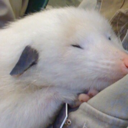 mister-mendoza avatar