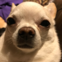 mistermajik2000 avatar