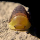 mistermillipede avatar