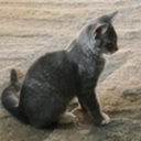 mistflyer1102 avatar