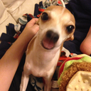 mistressfishie avatar