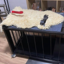 mistressmellisa28 avatar