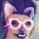 misty-crown01 avatar