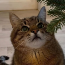 mistynocturne avatar