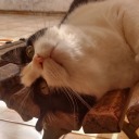 misunderstood-misanthropy avatar