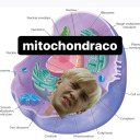 mitochondraco avatar