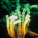 mitochondrion-blog-blog avatar