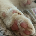 mitternachtstraum2 avatar