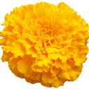 mixedmarigolds avatar