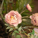 mixtitlan-ayauhtitlan avatar