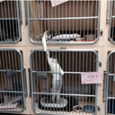 miyavlayanpandaa avatar