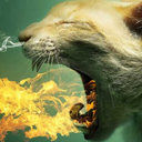 mk5dortmund-blog avatar