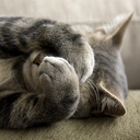 mks-garbage-party avatar