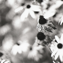 mla-formatted avatar