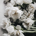 mlmflowers avatar