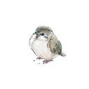 mobius-sparrow avatar