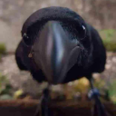 mobsterplatypus avatar