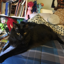 modernculture75 avatar