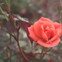 moderndayhobbitses avatar