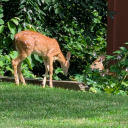 modernhigh-rise avatar