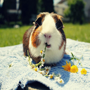 modestly-honest avatar