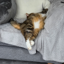 moggymoo avatar