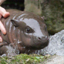 moistbabyhippos avatar