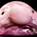 moistblobfish avatar