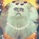 mollyjocat avatar