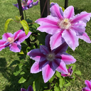 mollymollymac avatar