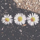 mollyrhiannan avatar